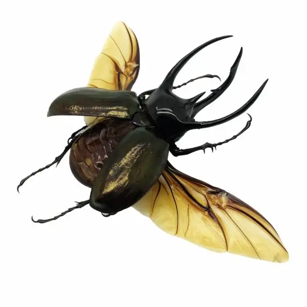 (Spread) Huge Atlas Beetle Chalcosoma chiron Indonesian insect - TaxidermyArtistry