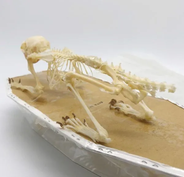 Squirrel Callosciurus notatus FULL SKELETON - TaxidermyArtistry