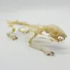 Squirrel Callosciurus notatus FULL SKELETON - TaxidermyArtistry