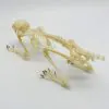 Squirrel Callosciurus notatus FULL SKELETON - TaxidermyArtistry