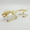 Squirrel Callosciurus notatus FULL SKELETON - TaxidermyArtistry