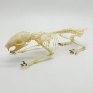 Squirrel Callosciurus notatus FULL SKELETON - TaxidermyArtistry