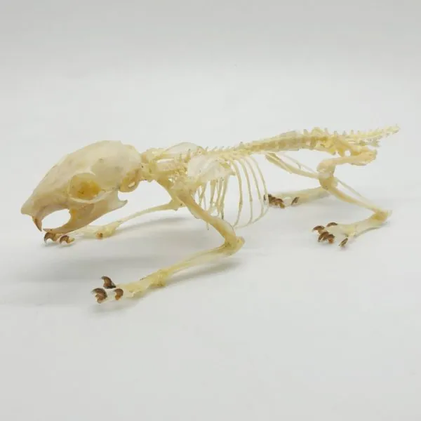 Squirrel Callosciurus notatus FULL SKELETON - TaxidermyArtistry