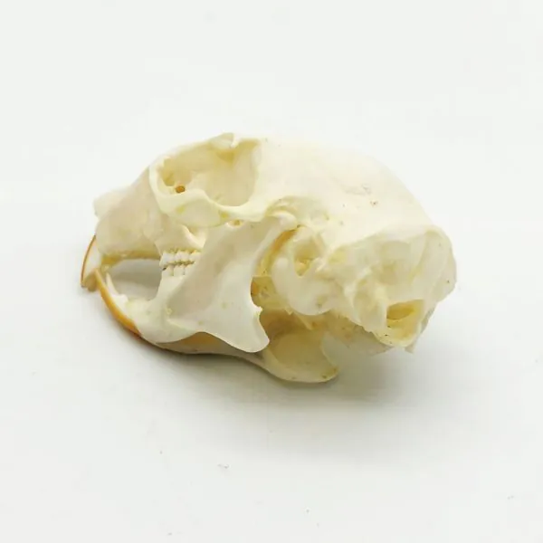 Squirrel Skull Callosciurus notatus - TaxidermyArtistry