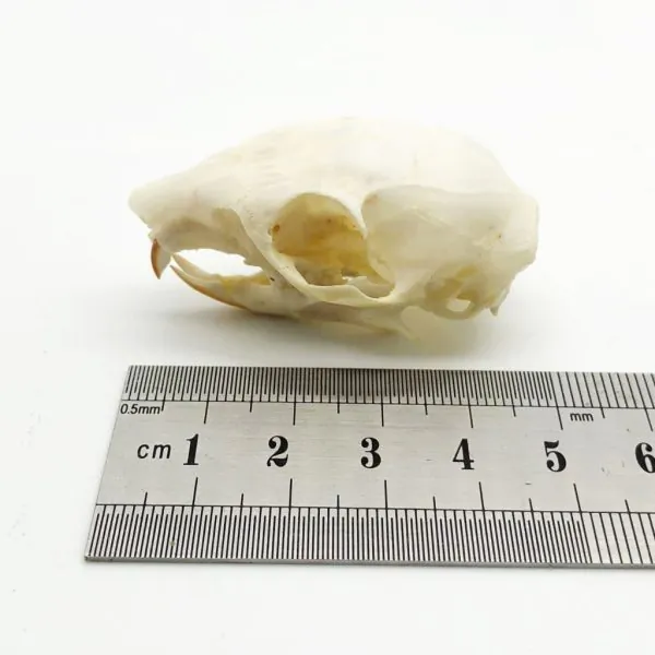 Squirrel Skull Callosciurus notatus - TaxidermyArtistry