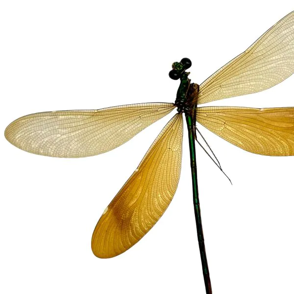 Stream Glory Clear Wing Damselfly (Neurobasis chinensis) (F) - TaxidermyArtistry