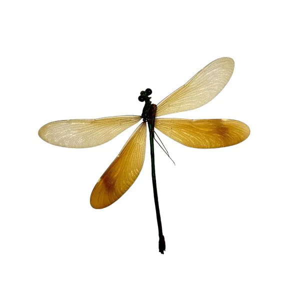 Stream Glory Clear Wing Damselfly (Neurobasis chinensis) (F) - TaxidermyArtistry