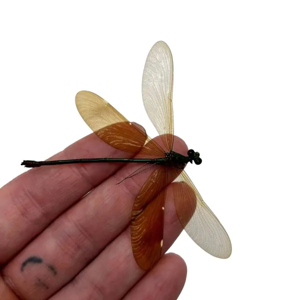 Stream Glory Clear Wing Damselfly (Neurobasis chinensis) (F) - TaxidermyArtistry