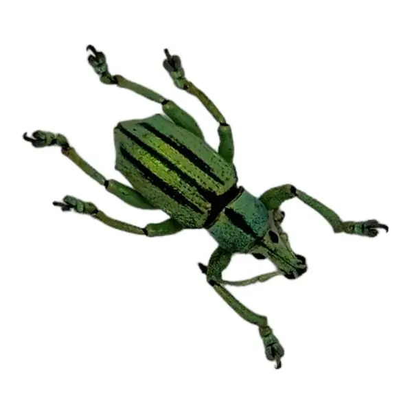 Striped Blue Weevil Beetle (Eupholus cuvieri) - TaxidermyArtistry