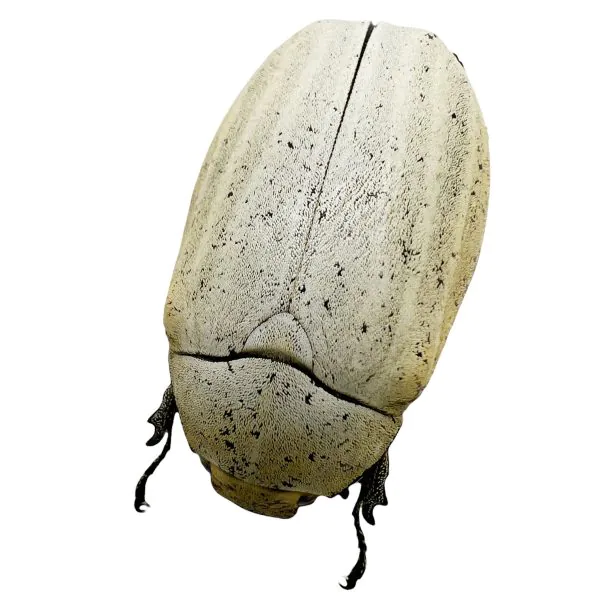 Sugarcane White Grub (Lepidiota stigma) Entomology - TaxidermyArtistry