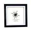 Sumatran-Tiger Tarantula Spider Frame (Ornithoctoninae sp 'Veronica') - TaxidermyArtistry
