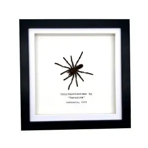 Sumatran-Tiger Tarantula Spider Frame (Ornithoctoninae sp 'Veronica') - TaxidermyArtistry