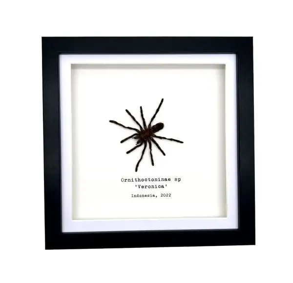 Sumatran-Tiger Tarantula Spider Frame (Ornithoctoninae sp 'Veronica') - TaxidermyArtistry