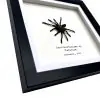 Sumatran-Tiger Tarantula Spider Frame (Ornithoctoninae sp 'Veronica') - TaxidermyArtistry