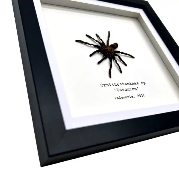 Sumatran-Tiger Tarantula Spider Frame (Ornithoctoninae sp 'Veronica') - TaxidermyArtistry
