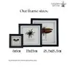 Sumatran-Tiger Tarantula Spider Frame (Ornithoctoninae sp 'Veronica') - TaxidermyArtistry