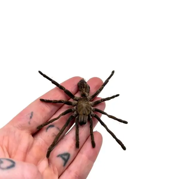 Sumatran-Tiger Tarantula Spider (Ornithoctoninae sp 'Veronica') - TaxidermyArtistry