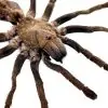 Sumatran-Tiger Tarantula Spider (Ornithoctoninae sp 'Veronica') - TaxidermyArtistry