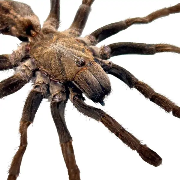 Sumatran-Tiger Tarantula Spider (Ornithoctoninae sp 'Veronica') - TaxidermyArtistry