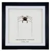 Tailless Whip Scorpion (Acanthophrynus coronatus) Framed Specimen - TaxidermyArtistry