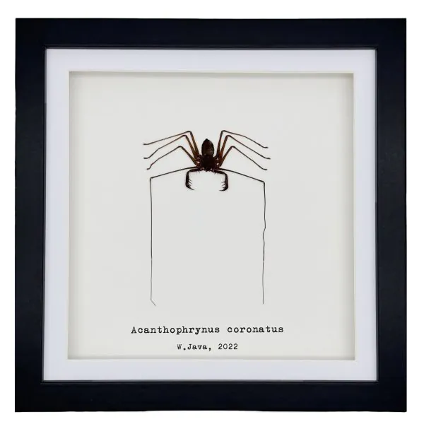 Tailless Whip Scorpion (Acanthophrynus coronatus) Framed Specimen - TaxidermyArtistry