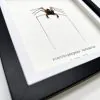 Tailless Whip Scorpion (Acanthophrynus coronatus) Framed Specimen - TaxidermyArtistry