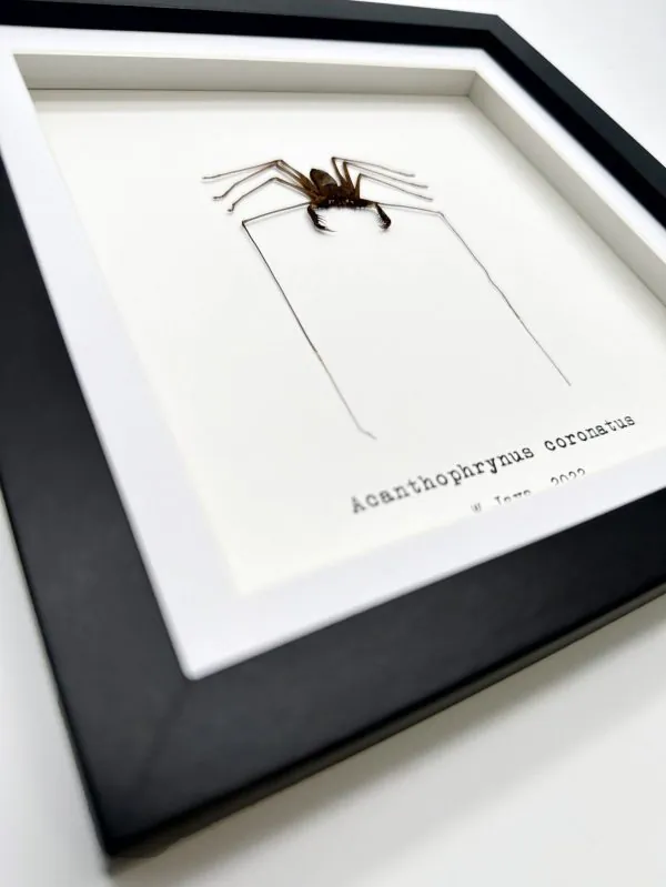 Tailless Whip Scorpion (Acanthophrynus coronatus) Framed Specimen - TaxidermyArtistry