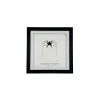 Tailless Whip Scorpion (Acanthophrynus coronatus) Framed Specimen - TaxidermyArtistry