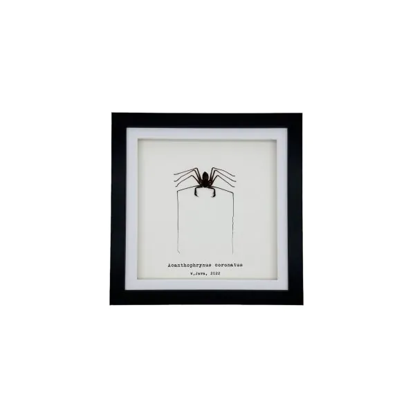 Tailless Whip Scorpion (Acanthophrynus coronatus) Framed Specimen - TaxidermyArtistry