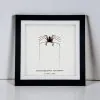 Tailless Whip Scorpion (Acanthophrynus coronatus) Framed Specimen - TaxidermyArtistry