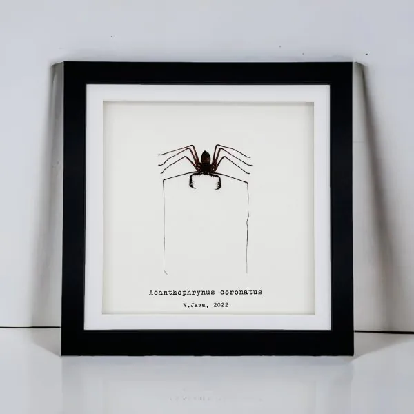 Tailless Whip Scorpion (Acanthophrynus coronatus) Framed Specimen - TaxidermyArtistry