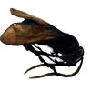 Tarantula HAWK Wasp (Pepsis heros) Insect - TaxidermyArtistry