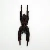 Tarantula Spider Eurypelma spinicrus - TaxidermyArtistry