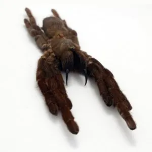 Tarantula Spider Eurypelma spinicrus - TaxidermyArtistry