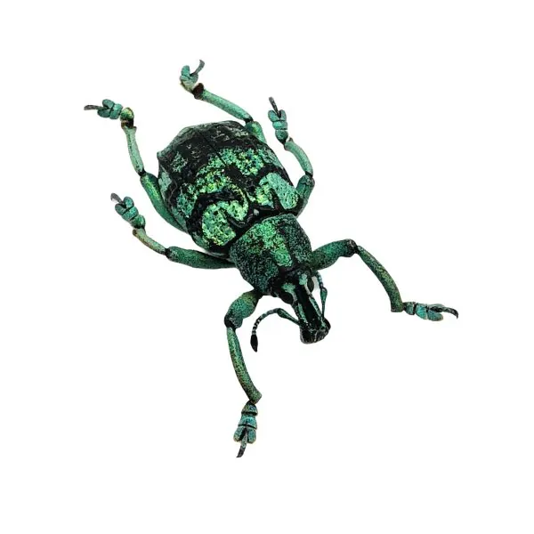 Teal Weevil Beetle (Eupholus chevrolati) - TaxidermyArtistry
