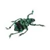 Teal Weevil Beetle (Eupholus chevrolati) - TaxidermyArtistry