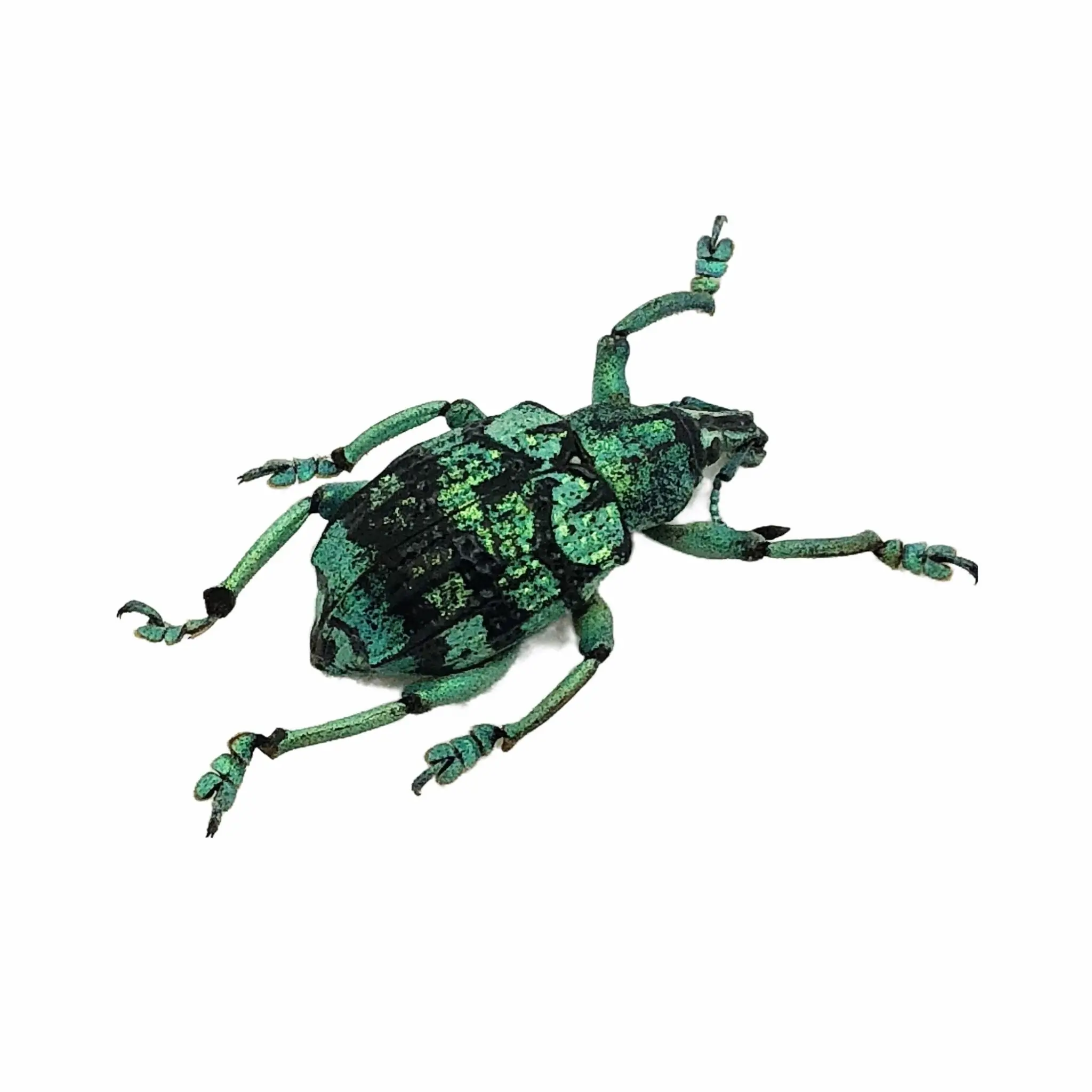 Teal Weevil Beetle (Eupholus chevrolati) - TaxidermyArtistry