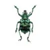 Teal Weevil Beetle (Eupholus chevrolati) - TaxidermyArtistry