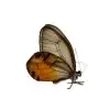 The Amber Phantom Butterfly (Haetera piera) - TaxidermyArtistry