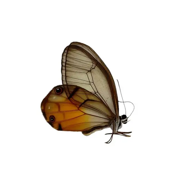 The Amber Phantom Butterfly (Haetera piera) - TaxidermyArtistry