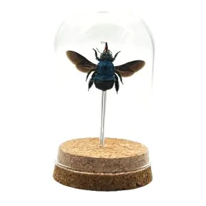 The Blue Carpenter Bee Mounted in a Glass Dome Bell Jar (Xylocopa caerulea) - TaxidermyArtistry