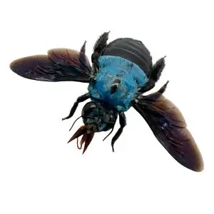 The Blue Carpenter Bee Xylocopa caerulea (F) - TaxidermyArtistry