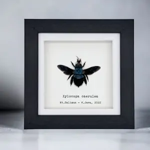 The Blue Carpenter Bee (Xylocopa caerulea) Framed Specimen - TaxidermyArtistry