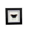 The Blue Pansy Butterfly Frame (Junonia orithya) - TaxidermyArtistry