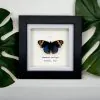 The Blue Pansy Butterfly Frame (Junonia orithya) - TaxidermyArtistry