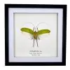 The Giant Flower Katydid Frame (Orthoptera sp) - TaxidermyArtistry