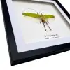 The Giant Flower Katydid Frame (Orthoptera sp) - TaxidermyArtistry