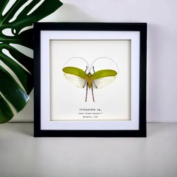 The Giant Flower Katydid Frame (Orthoptera sp) - TaxidermyArtistry