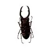 The Giraffe Stag Beetle (Prosopocoilus giraffa) M - TaxidermyArtistry