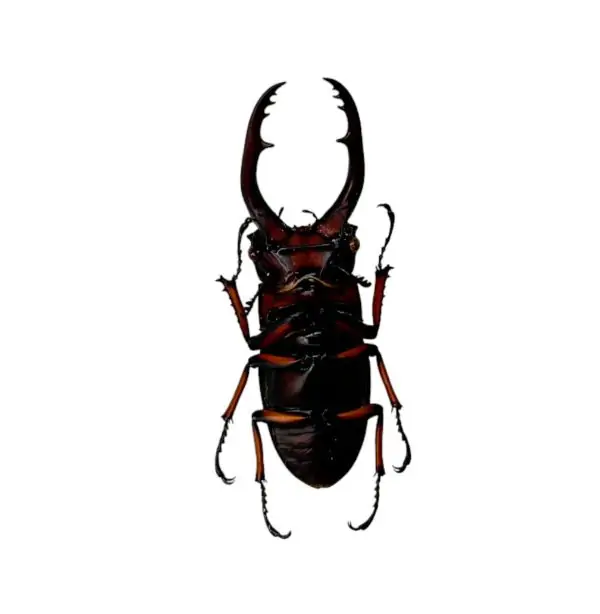The Giraffe Stag Beetle (Prosopocoilus giraffa) M - TaxidermyArtistry